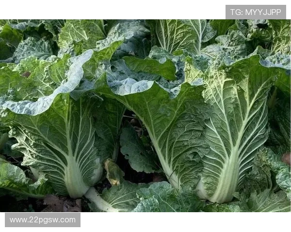 探索白菜网的多样品种及其特点介绍